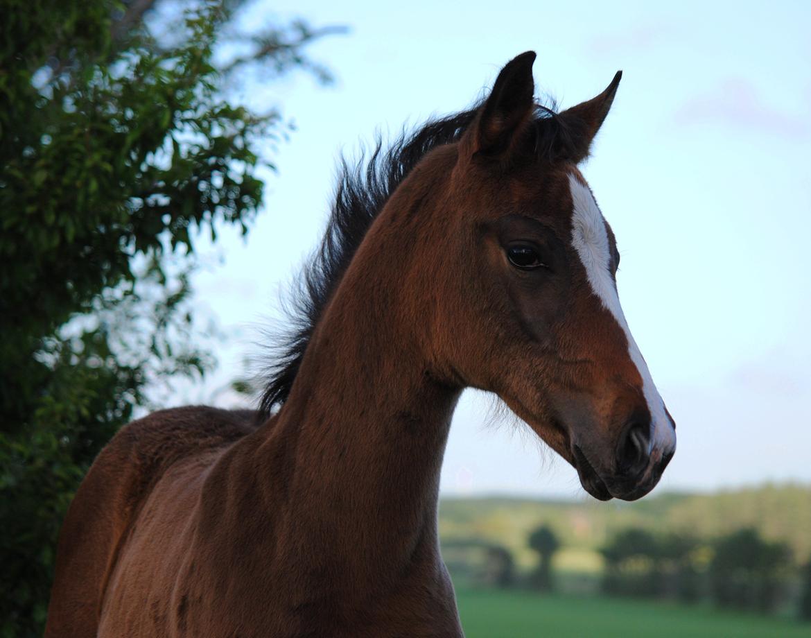 Dansk Varmblod Celina L billede 3