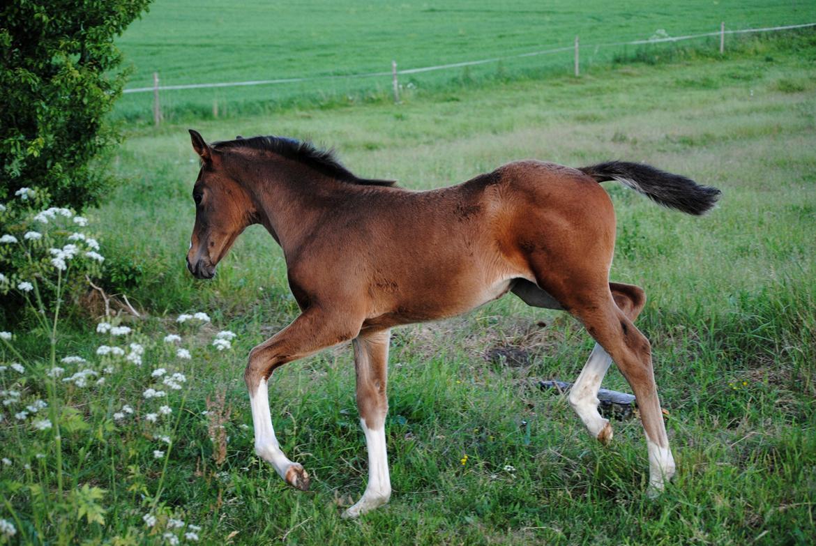 Dansk Varmblod Celina L billede 2