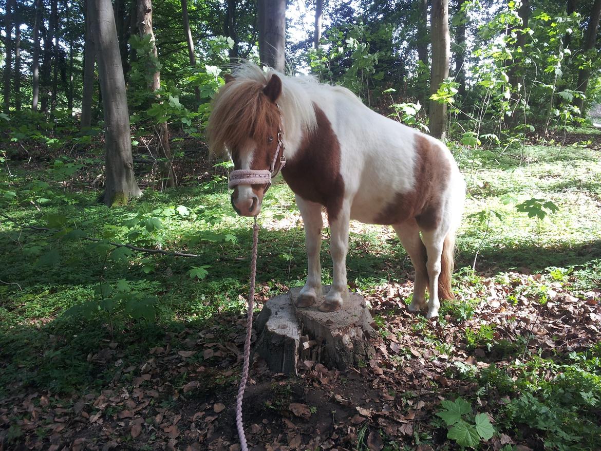 Shetlænder Flaminco **TheDreamPony**<3 - Et af de tricks jeg har lært hende :) billede 18