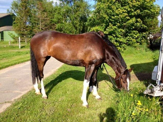 Dansk Varmblod Lucilla-HØM "SOLGT" - På Lucillas fødselsdag d. 25/5, hvor hun blev 6 år! billede 15