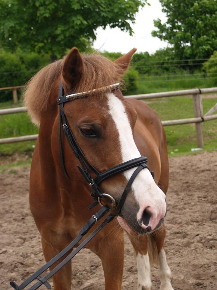 Tysk Sportspony Sultan(Sulle) <3 - Taget af Nanna Christiansen <3 billede 13