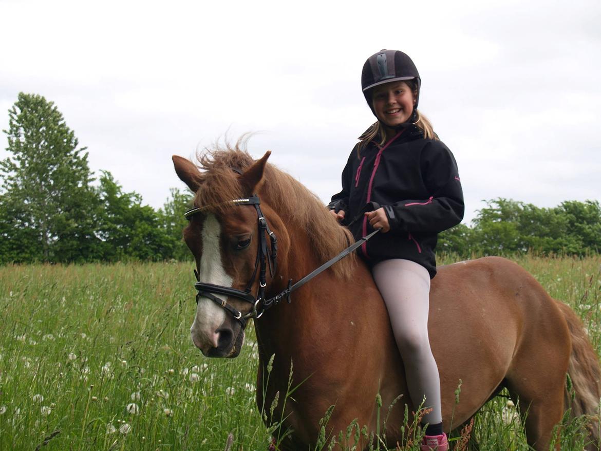 Tysk Sportspony Sultan(Sulle) <3 - Taget af Nanna Christiansen <3 billede 14