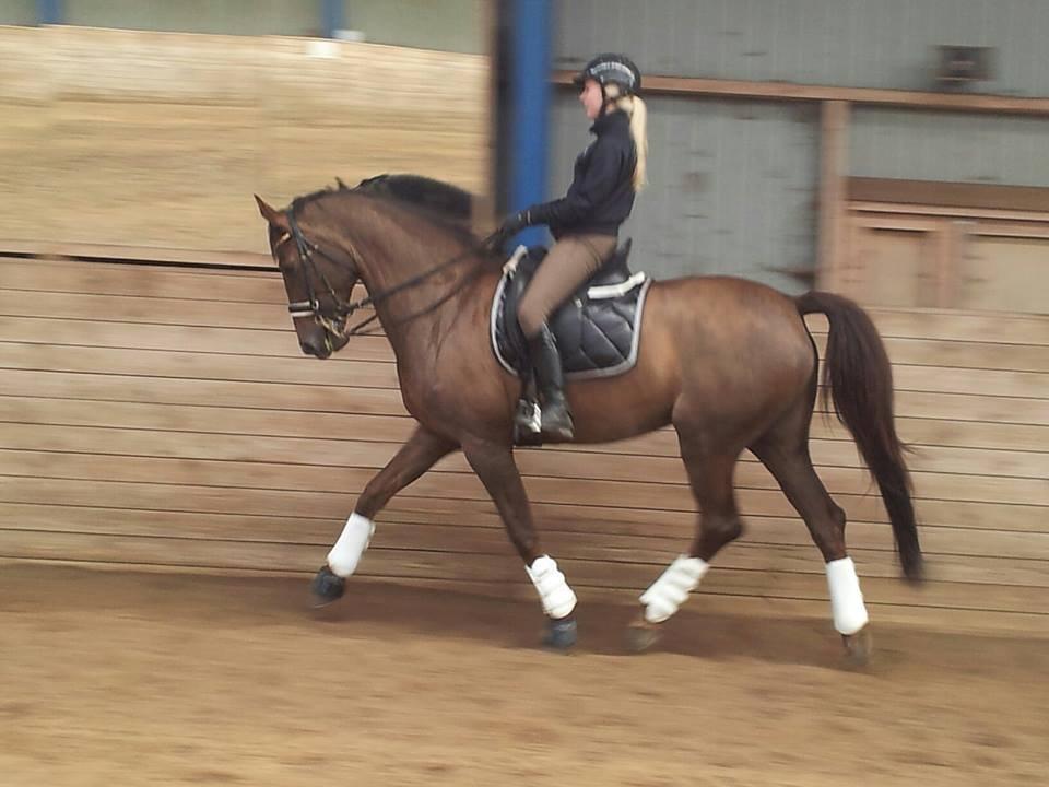 Holstener Calitas billede 1