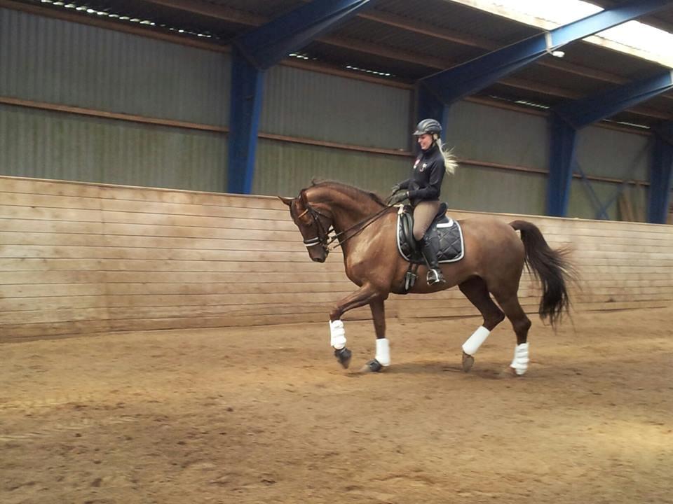 Holstener Calitas billede 5