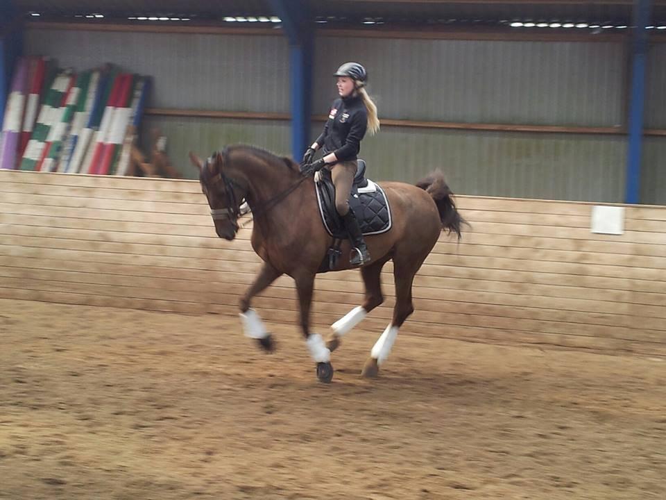 Holstener Calitas - Changement :) billede 9