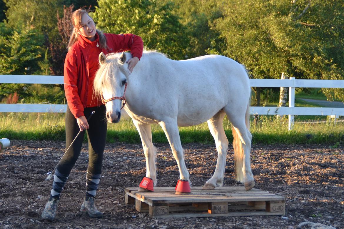 Anden særlig race Melissa ¤Min pige¤ - Den pony betyder mere end noget andet! xx Fotograf: Mor  billede 19