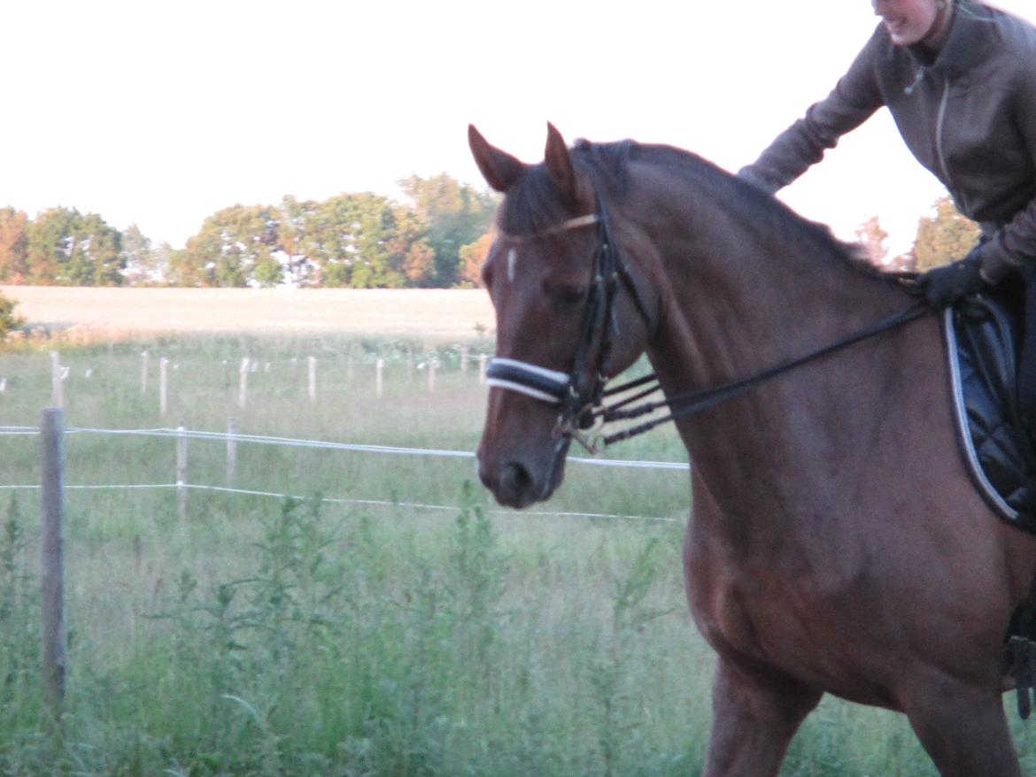 Holstener Calitas - Smukkeste hovede!<3 billede 11