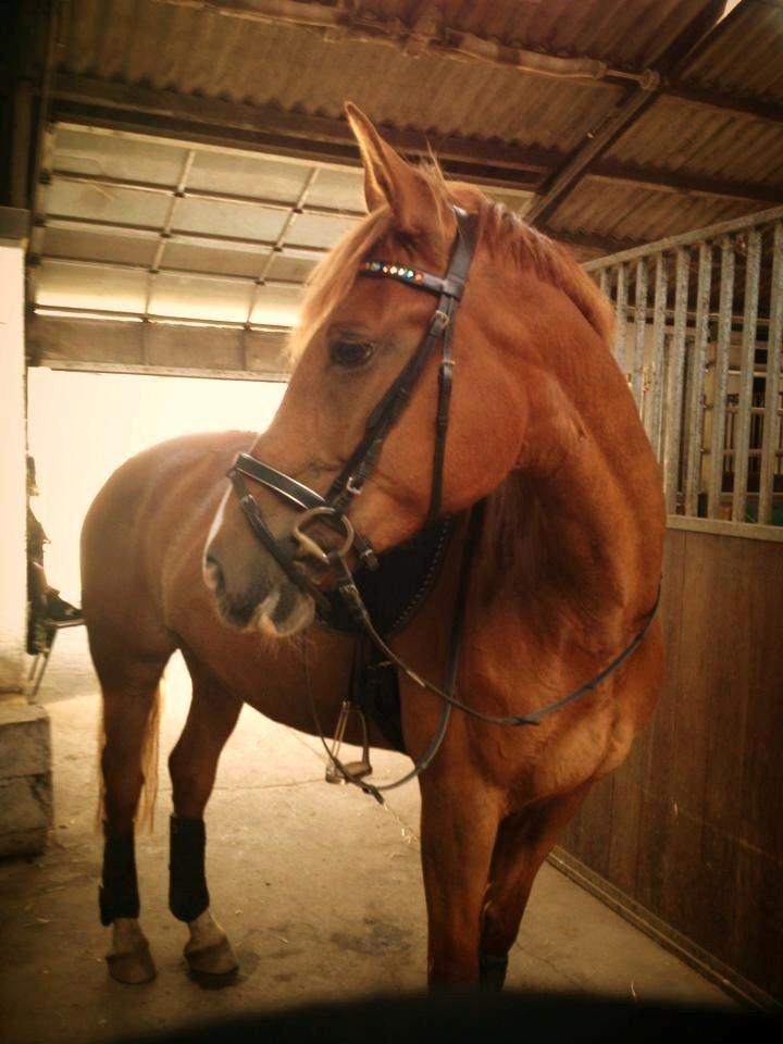 Frederiksborg Chica - GADETØSEN! <3 - Min smukke baby er nu ligefrem begyndt at ligne en hest! 
Og så med hendes nye swarowski trense <3  billede 10