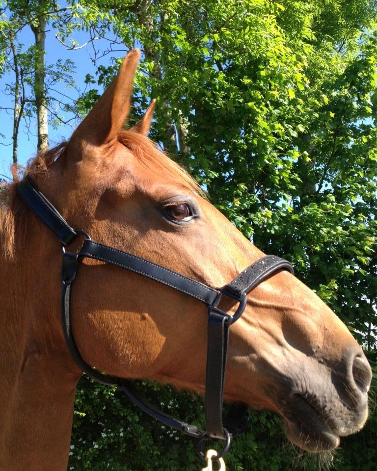 Frederiksborg Chica - GADETØSEN! <3 - På gåtur med min smukke baby! billede 12