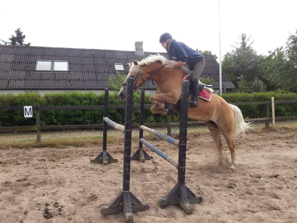 Haflinger Anzit Rundhøj billede 4