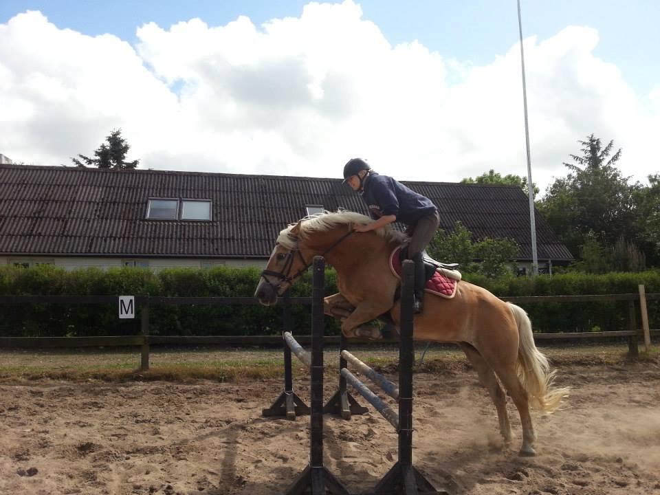 Haflinger Anzit Rundhøj billede 5