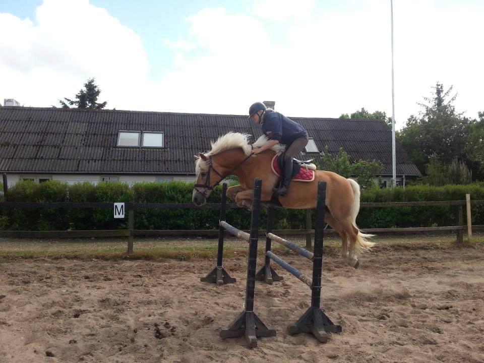 Haflinger Anzit Rundhøj billede 3