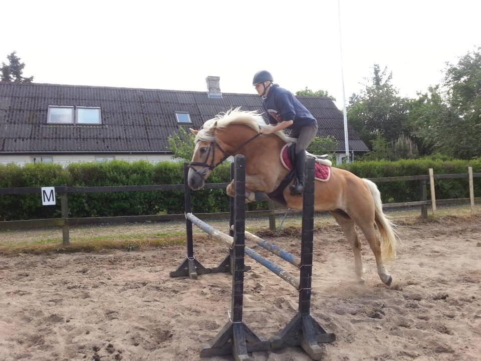 Haflinger Anzit Rundhøj billede 6