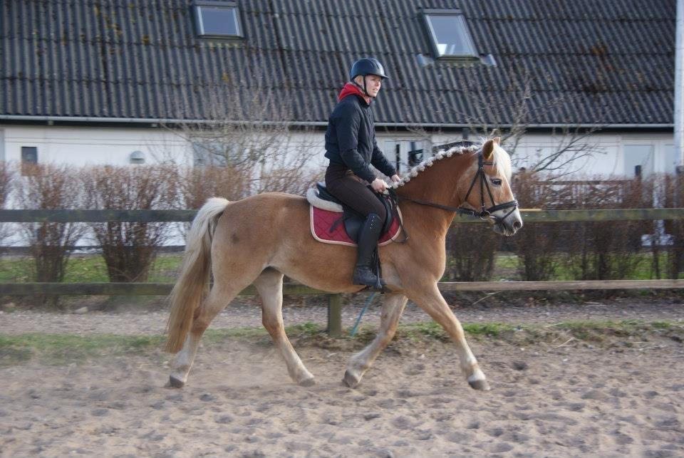 Haflinger Anzit Rundhøj billede 8