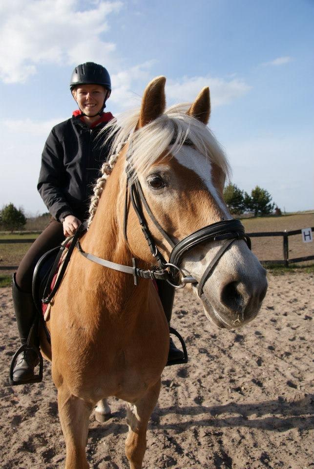 Haflinger Anzit Rundhøj billede 10