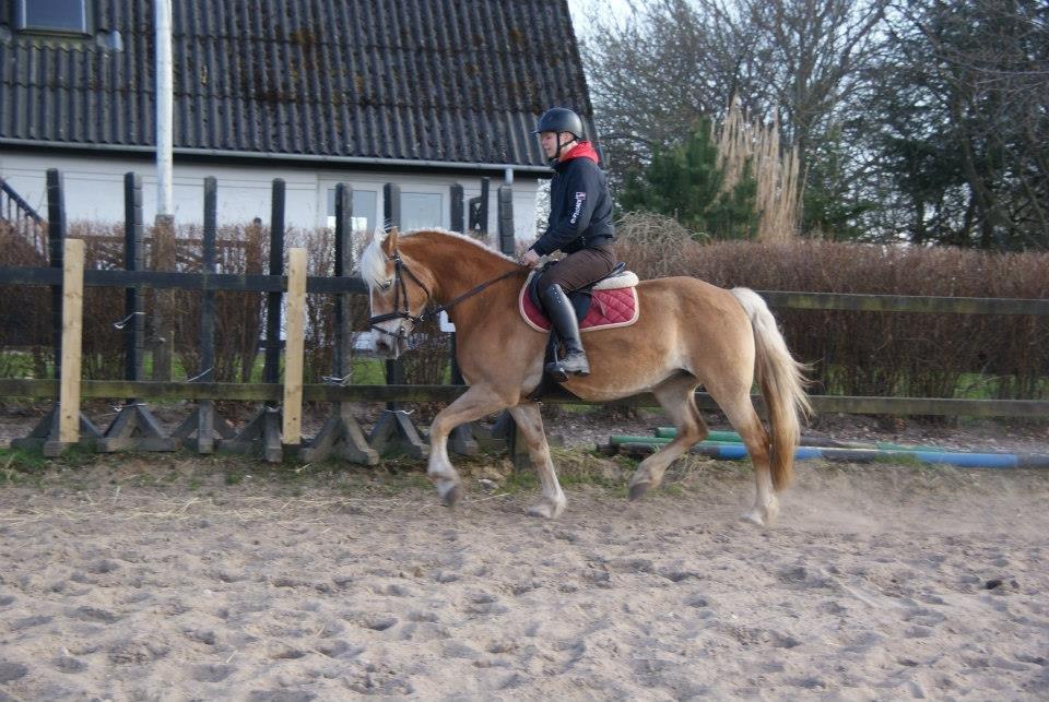 Haflinger Anzit Rundhøj billede 11