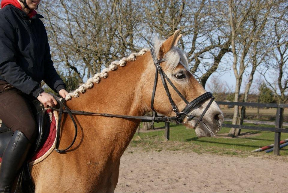 Haflinger Anzit Rundhøj billede 12