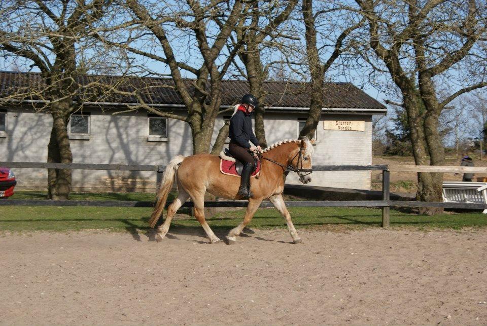 Haflinger Anzit Rundhøj billede 13