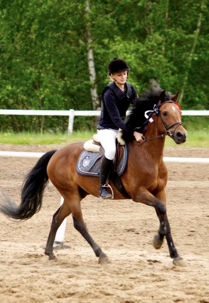 New Forest Brinkhofs Phantom (tidl. springpart) billede 8