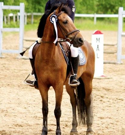 New Forest Brinkhofs Phantom (tidl. springpart) billede 1