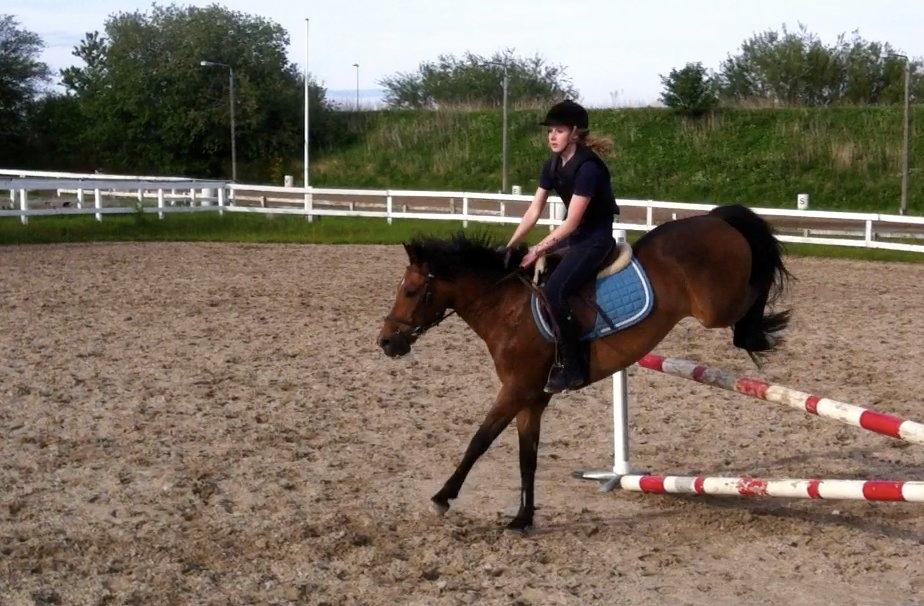 New Forest Brinkhofs Phantom (tidl. springpart) billede 5