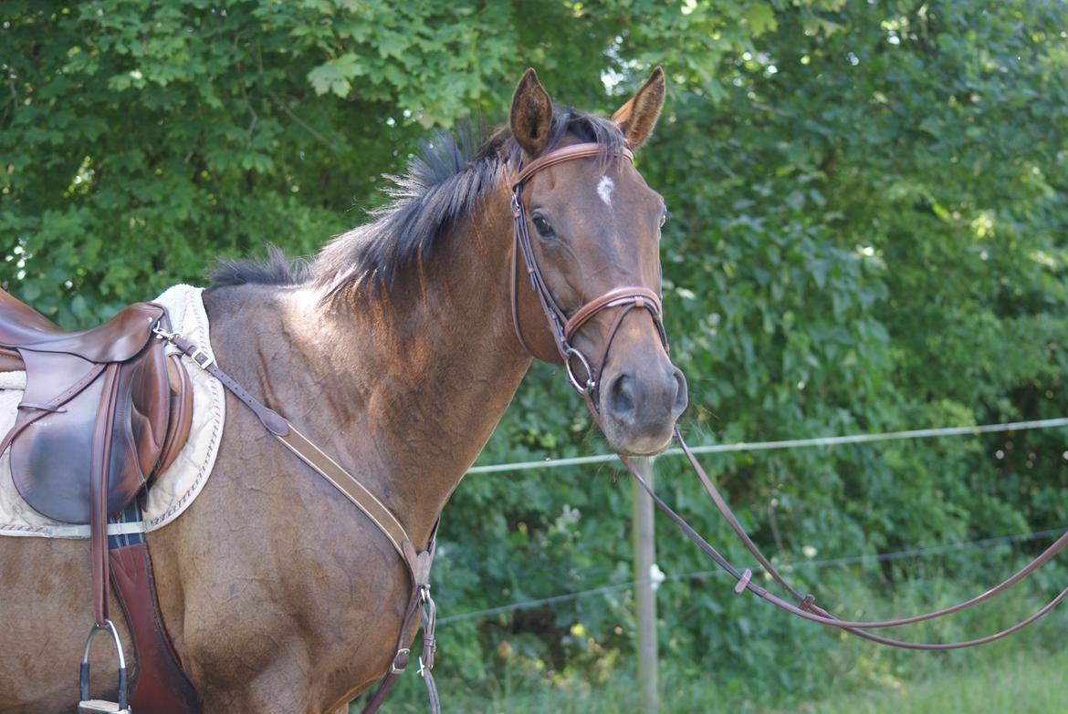 Fuldblod (XX) Adept ( himmel hest) billede 5