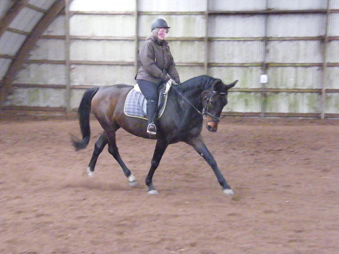 Dansk Varmblod Beauty - Første gang Beauty og jeg red sammen.  billede 2