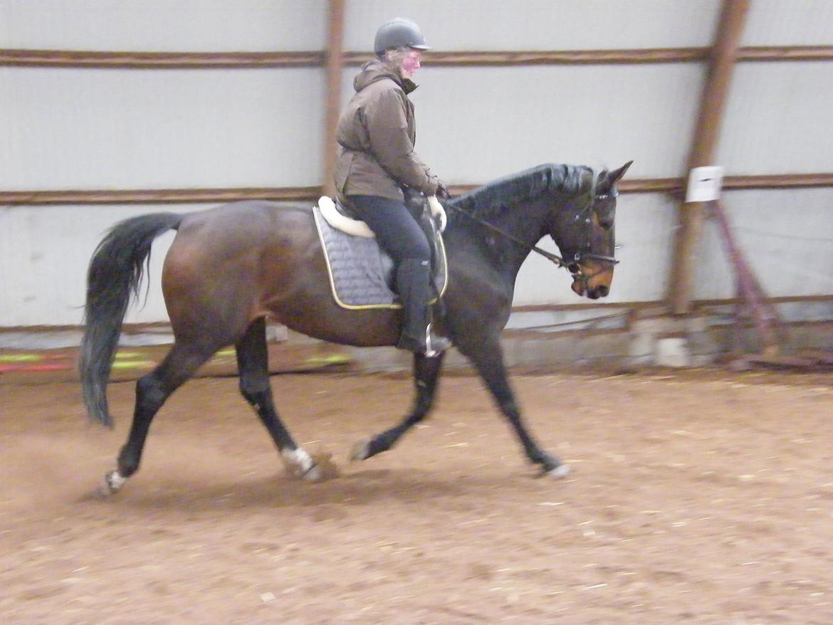 Dansk Varmblod Beauty - Fornemmelsen af stor-større gang og det blide temperament og arbejdsvillighed var der fra første øjeblik billede 3