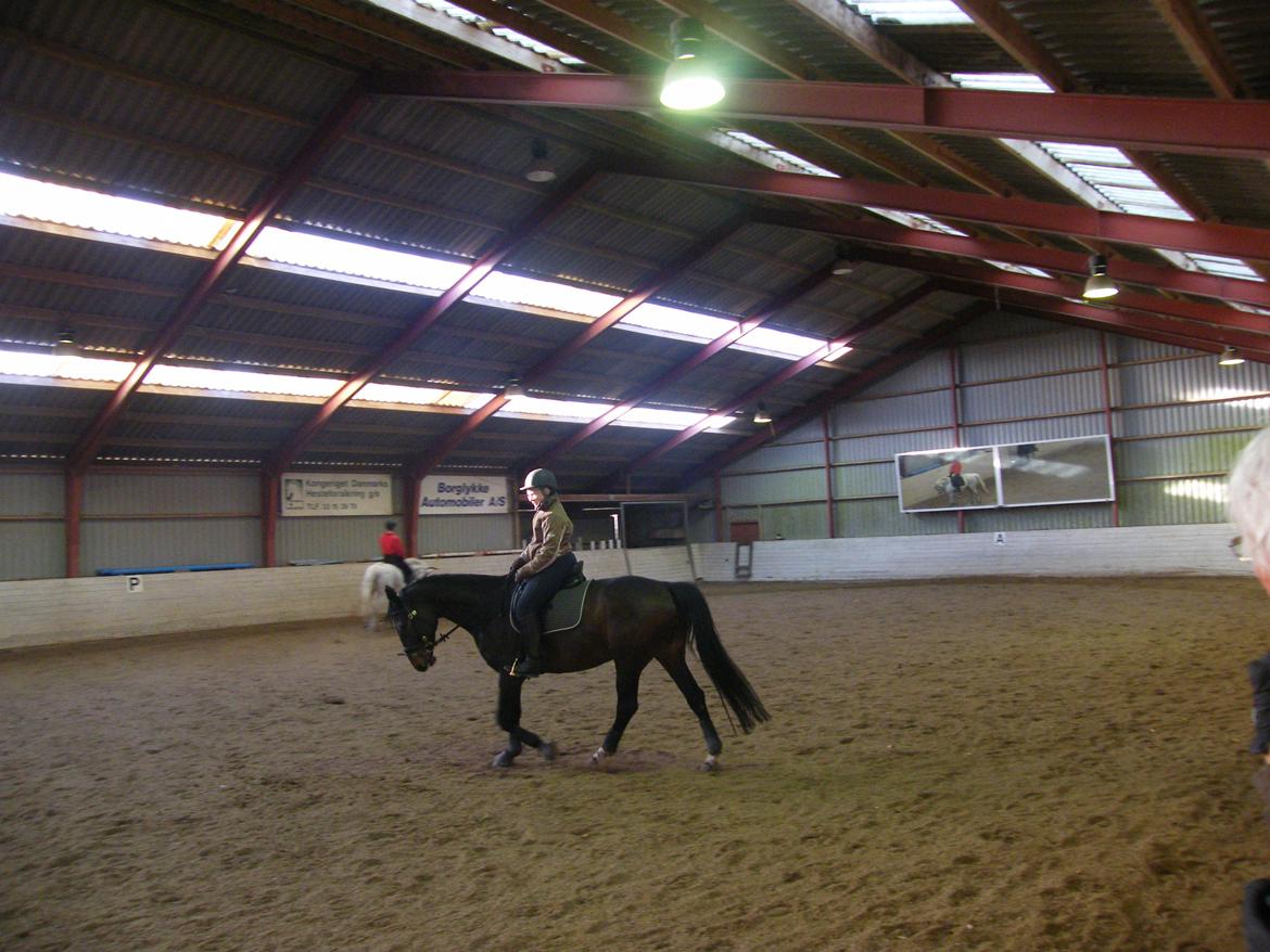 Dansk Varmblod Beauty - Træning, træning og træning
Heldigvis nyder vi det begge to billede 4