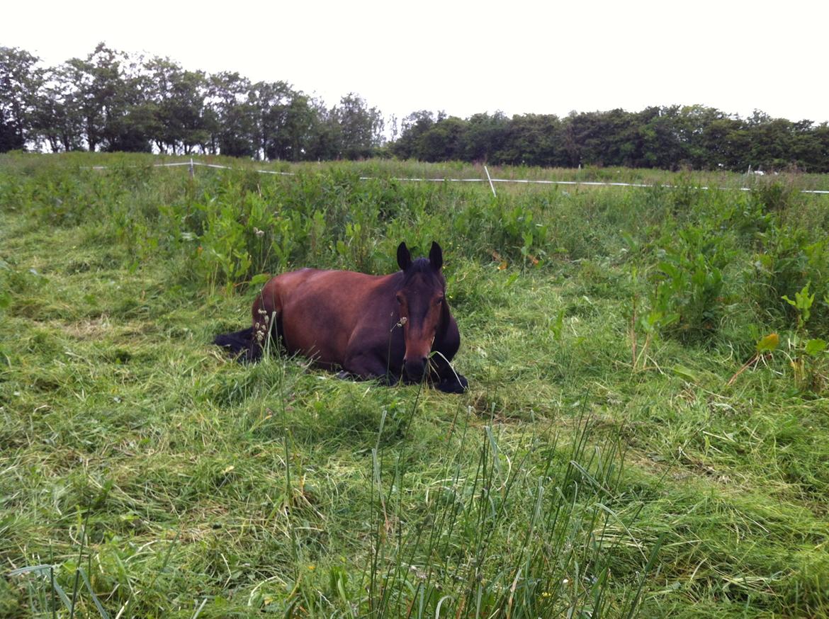 Dansk Varmblod Beauty - Ligger på marken, fuld af tillid lader mig klappe hende og give grime på.  billede 6