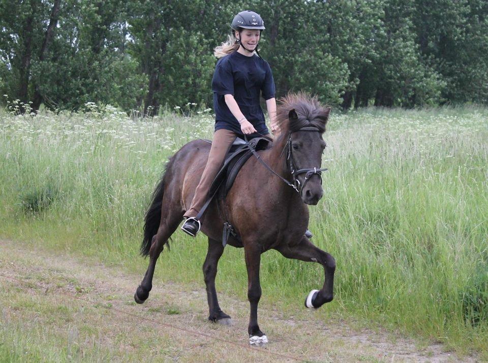 Islænder SVALA FRA ANNERUP (Svalte) - Svala fra Annerup- galop 13/6/13 billede 14