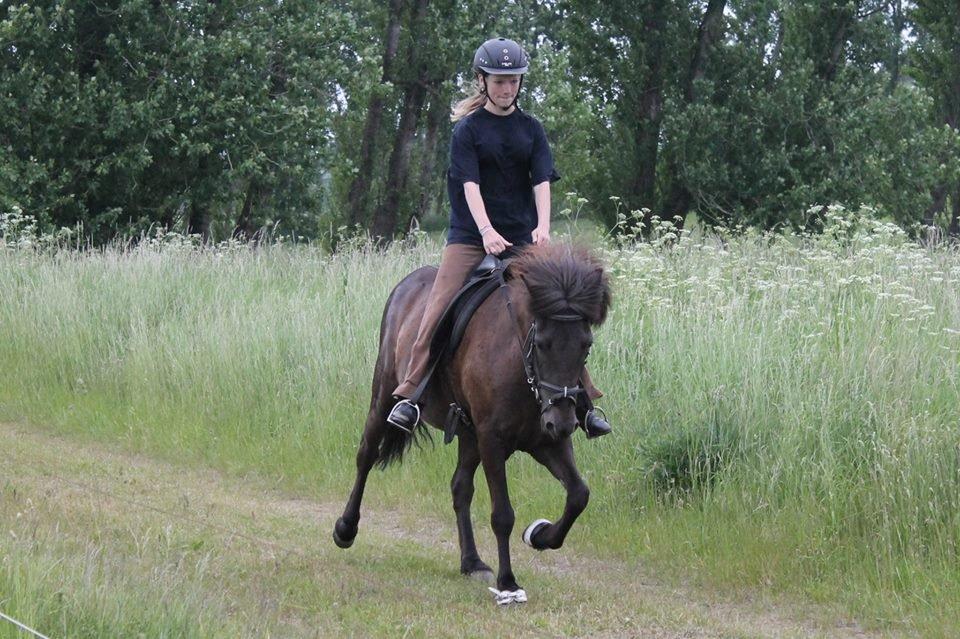 Islænder SVALA FRA ANNERUP (Svalte) - Svala fra Annerup-trav 13/6/13  Foto: Rikke C billede 15