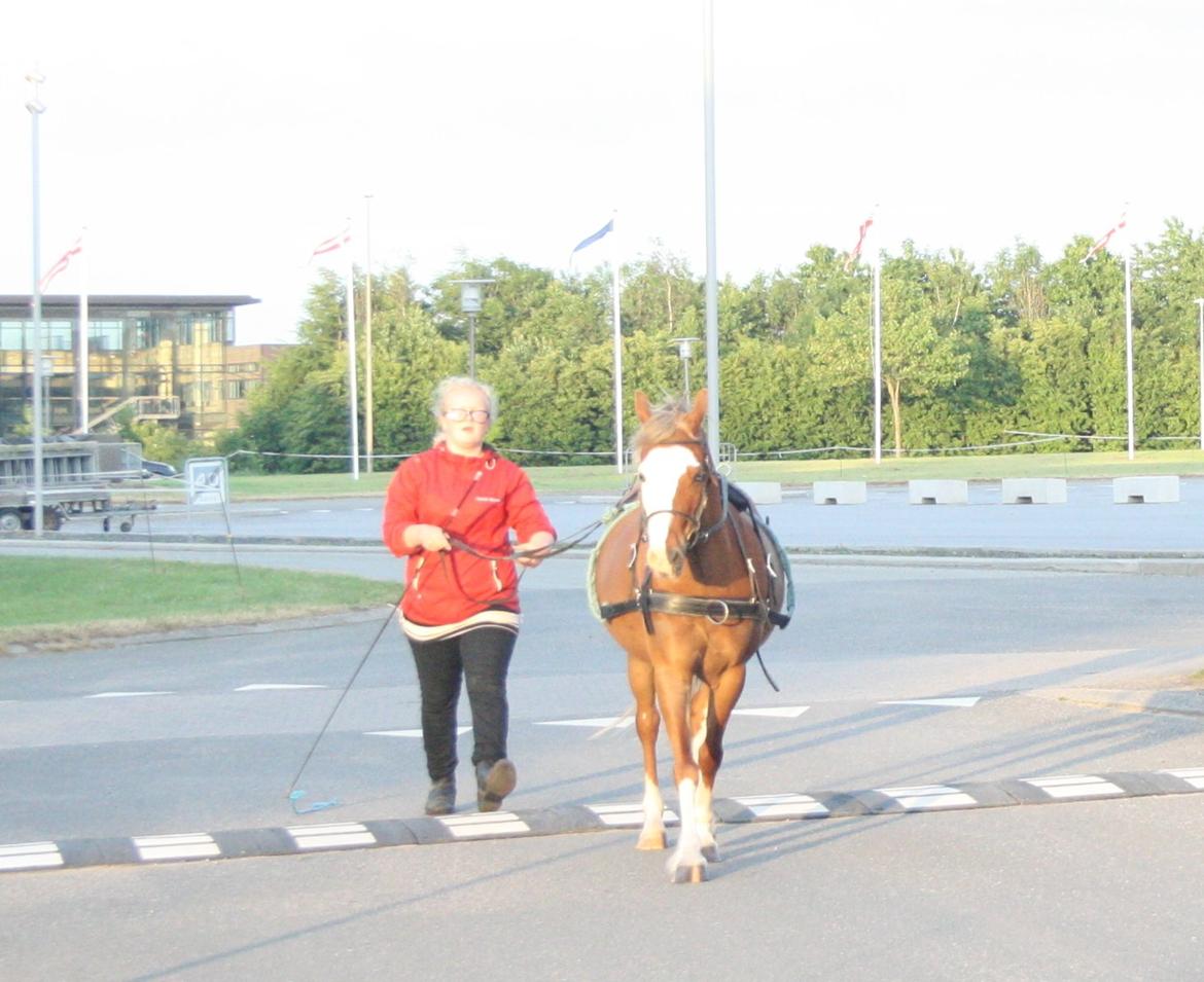 Anden særlig race Spetter - træning over hvide streger, dem kunne hun bestemt ikke lide! haha :D  billede 18