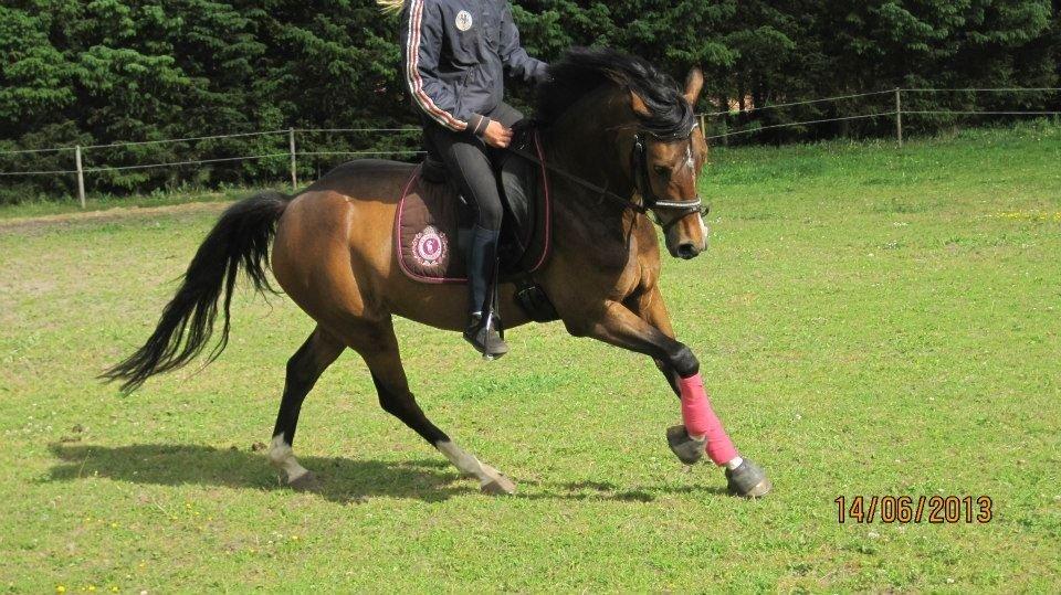 DSP Stidsbjergs Night Whisper - „De venner vi ønsker at få, får vi ikke altid,. istedet skal vi holde fast i de venner vi . har og huske at de er med til at gøre vores. hverdag endnu mere fantastisk. billede 5