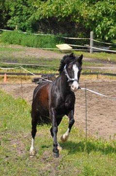 Anden særlig race Blue Eye´D Girl - A pony SOLGT! - 4. Prinsessen efter undervisning Foto Annika Løvmose Holm <3 billede 4