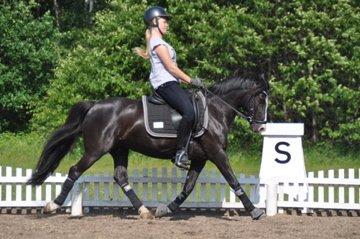 Anden særlig race Blue Eye´D Girl - A pony SOLGT! - 7. øgning på prinsessen Foto Annika Løvmose Holm billede 7