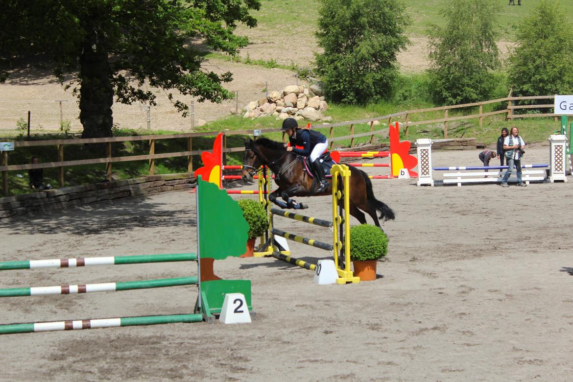 Connemara Hesselbjerggård Highlander SOLGT - LB** på Egene juni 2013 billede 12