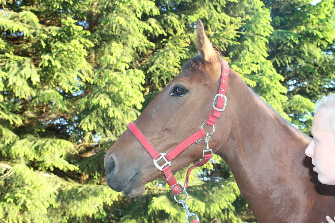 Traver Swept To Klindtholm - Smukke Sweppi <3 billede 7