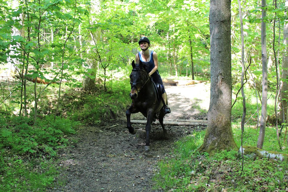 Connemara Hesselbjerggård Highlander SOLGT - Skovtur maj 2013 <3 billede 13