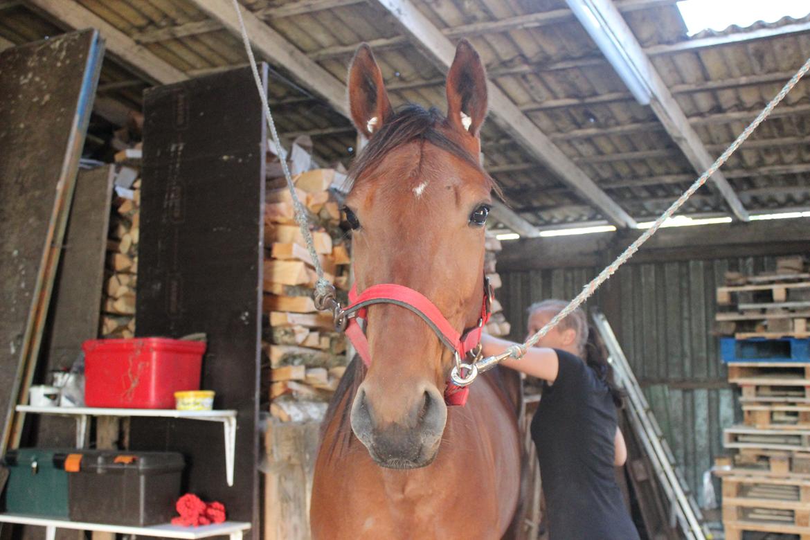 Traver Swept To Klindtholm - Sweppi nyder en gang massage :) billede 14