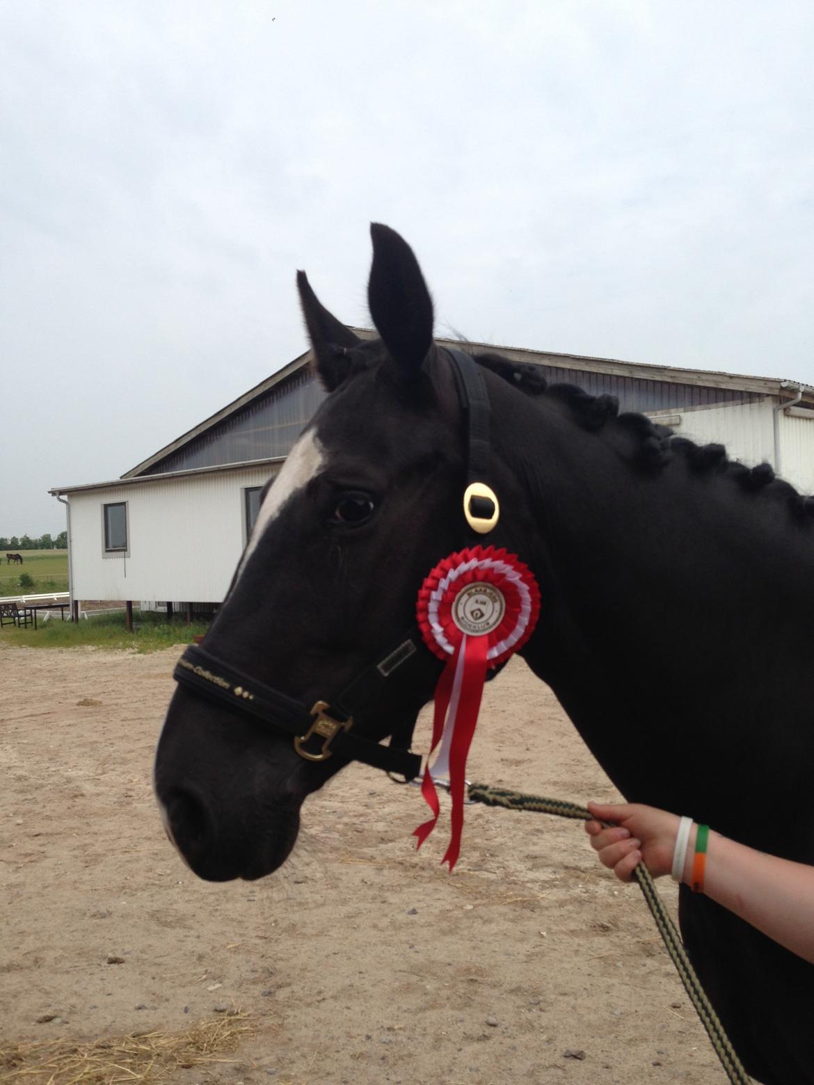 Anden særlig race Beauty "BÆSTET"  <3 billede 15