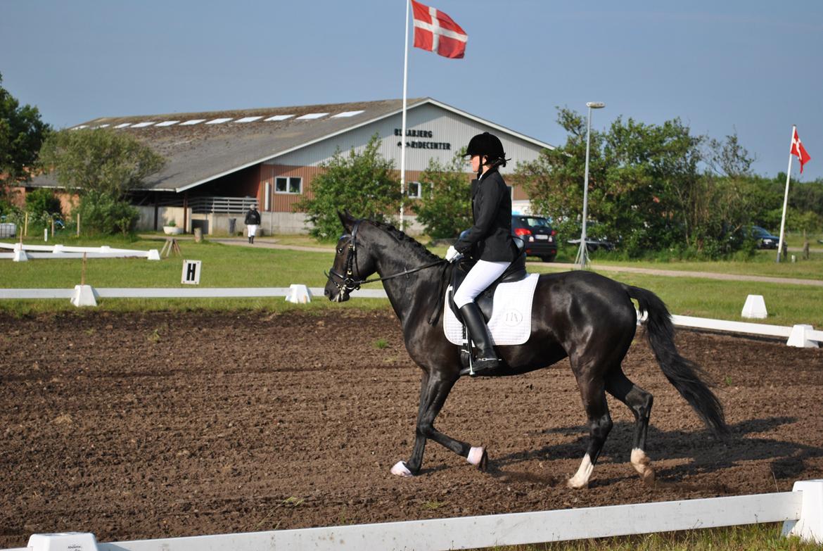 Anden særlig race Beauty "BÆSTET"  <3 billede 16