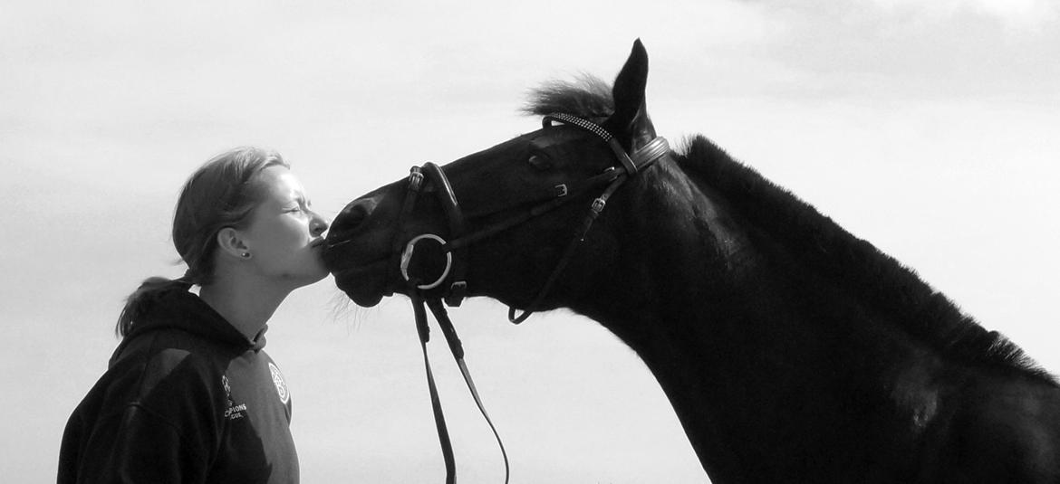 Tysk Sportspony Beauty - 2013 billede 3