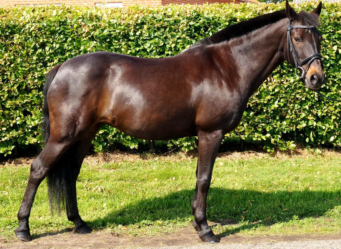 Tysk Sportspony Beauty - 2013 billede 6