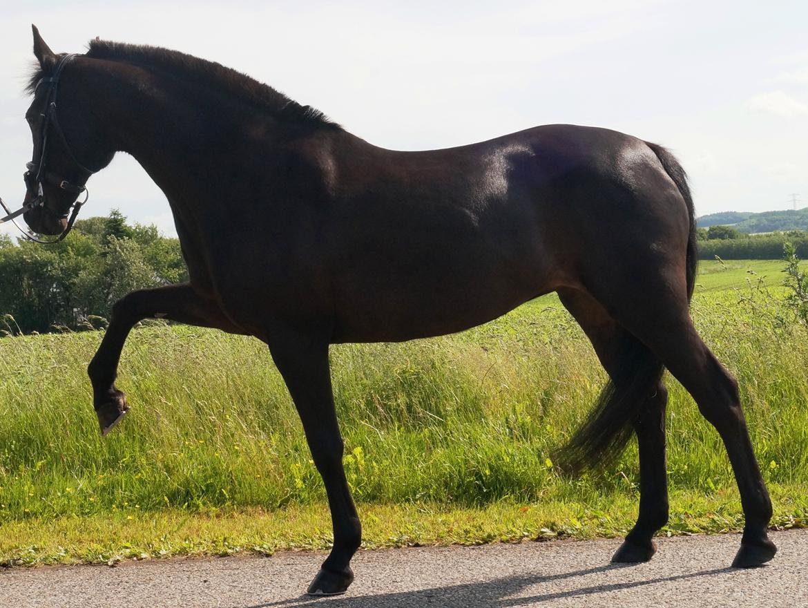 Tysk Sportspony Beauty - 2013 billede 19