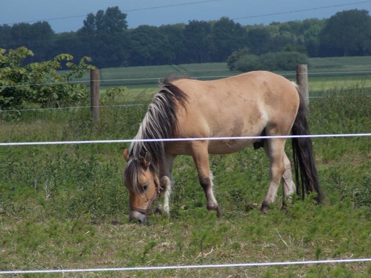 {{currentPhoto.altText}} billede {{currentPhoto.number}}