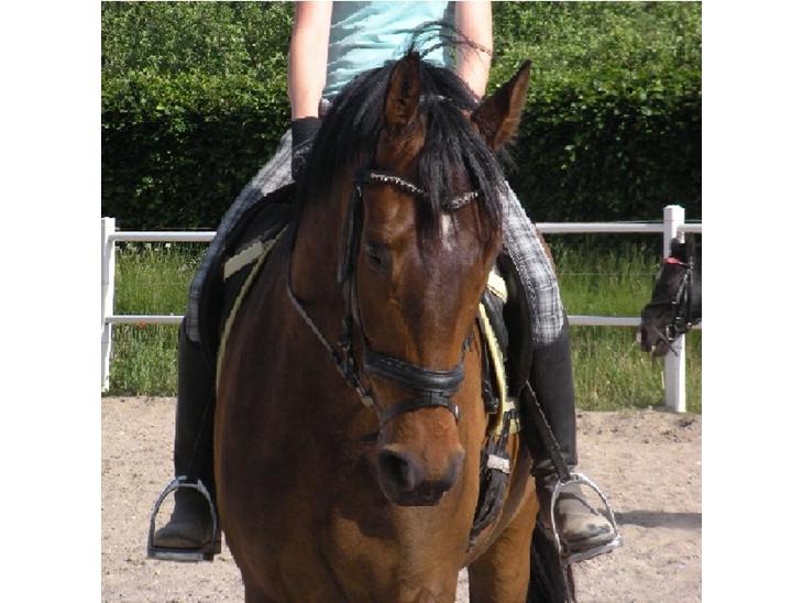 {{currentPhoto.altText}} billede {{currentPhoto.number}}