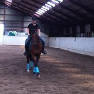 Dansk Varmblod Lobca