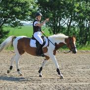 Hollandsk Sportspony Nikita "solgt"