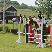 Hollandsk Sportspony Nikita "solgt"